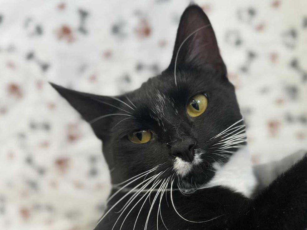 Vega, an adoptable Tuxedo, Domestic Short Hair in Republic, WA, 99166 | Photo Image 4