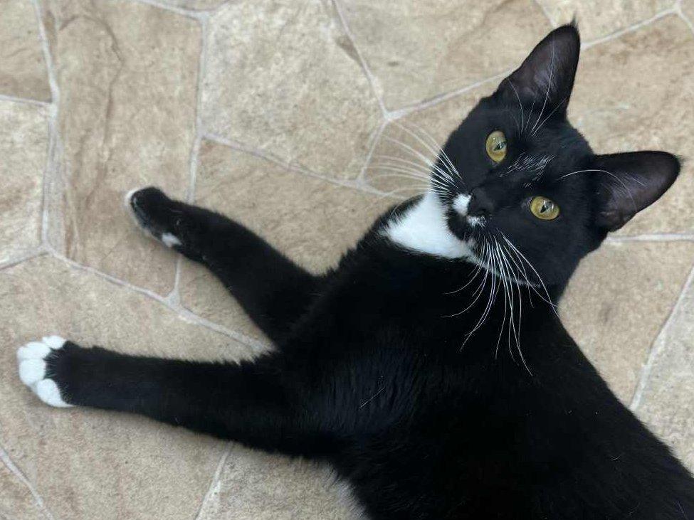 Vega, an adoptable Tuxedo, Domestic Short Hair in Republic, WA, 99166 | Photo Image 2
