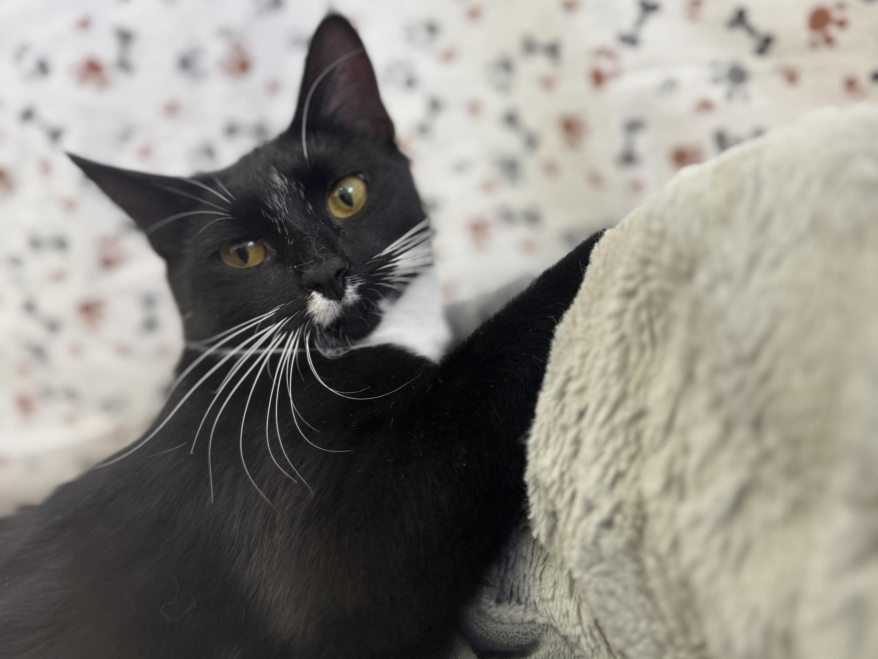 Vega, an adoptable Tuxedo, Domestic Short Hair in Republic, WA, 99166 | Photo Image 5
