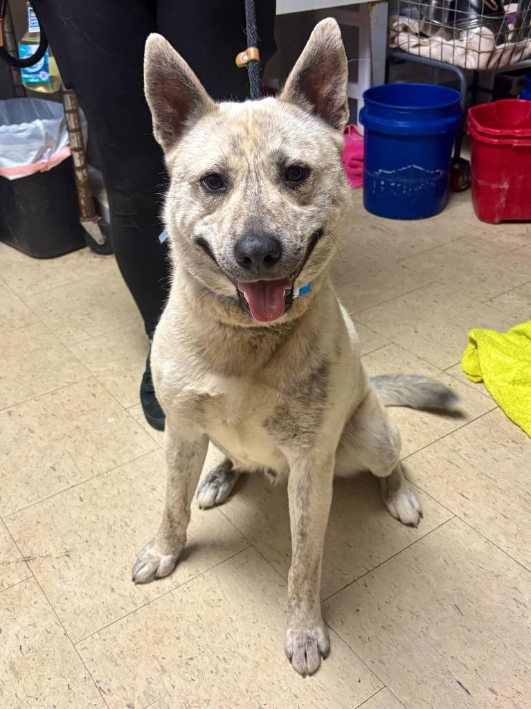 Enlarge Bass Pro Shop, a Adoptable mixed breed in Chillicothe, OH image 1/1