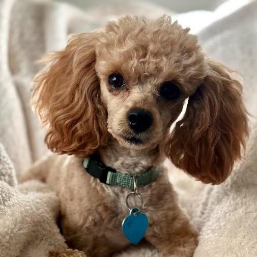 Leo, Adoptable, Adult Male Poodle.