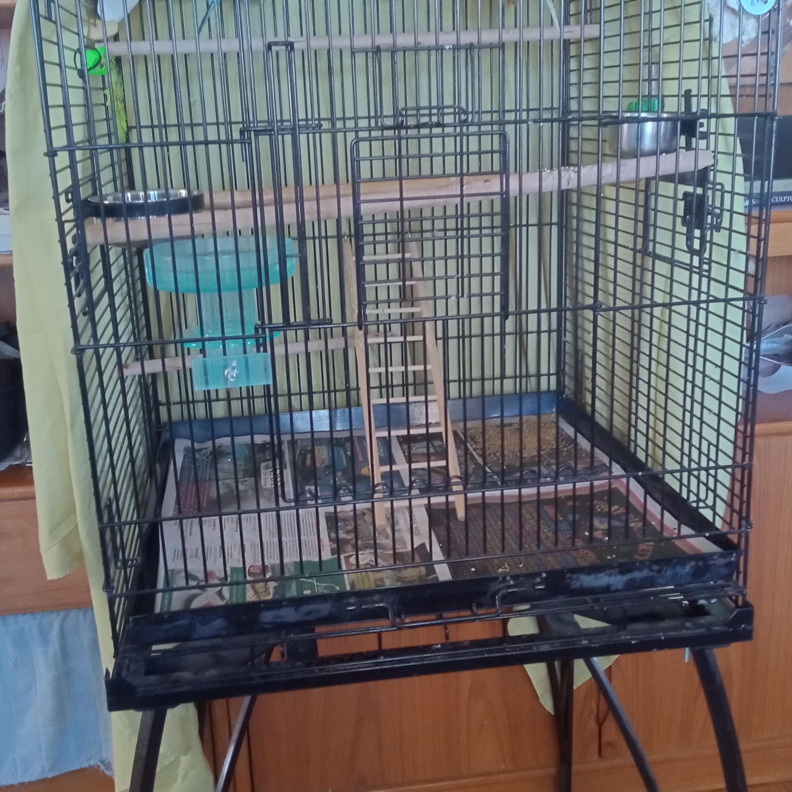 Enlarge Azul & Lemon, a ADOPTABLE Budgie / Budgerigar in Salt Lake City, UT image 2/2