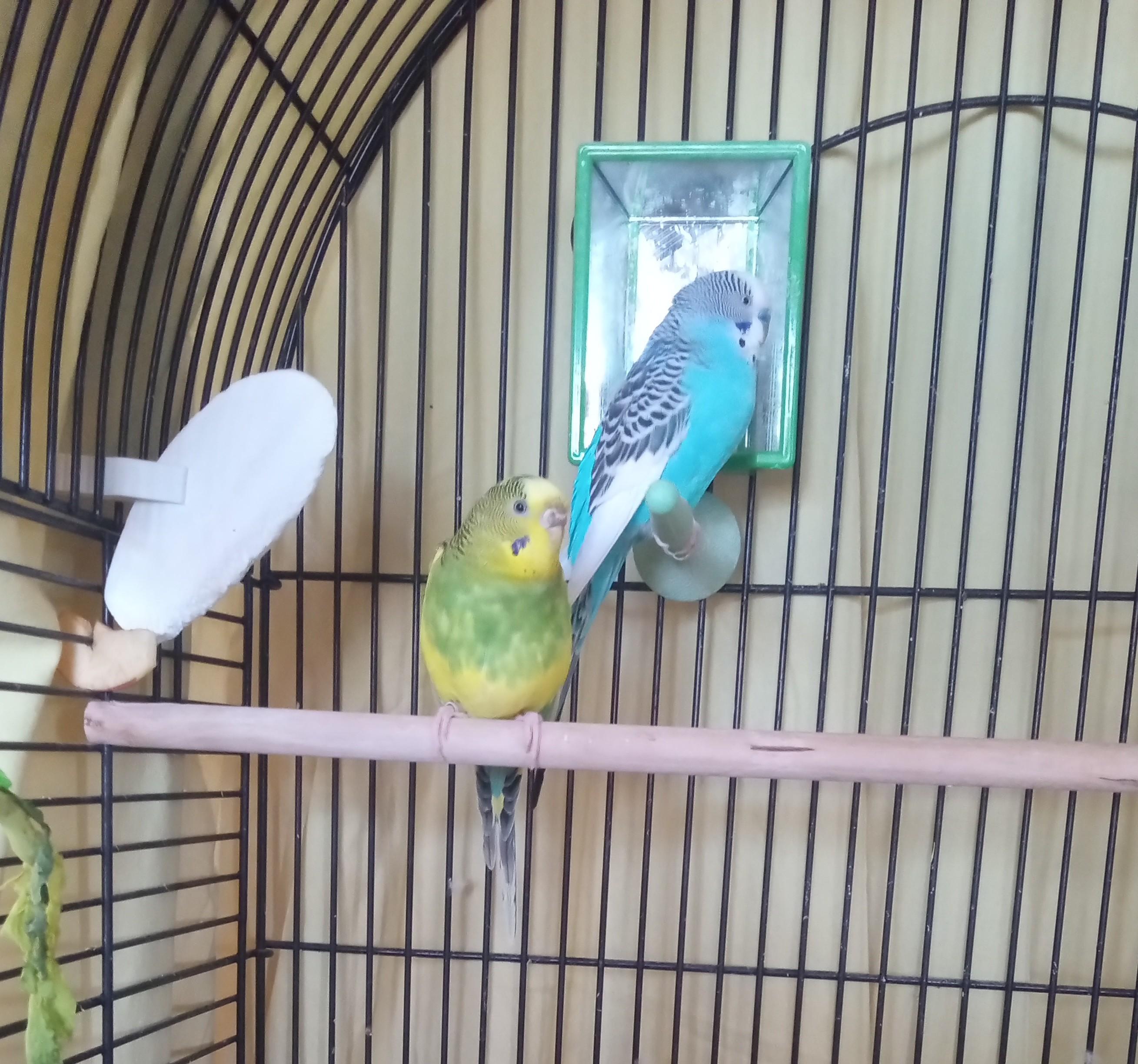 Azul & Lemon, ADOPTABLE, Adult Unknown Budgie / Budgerigar.