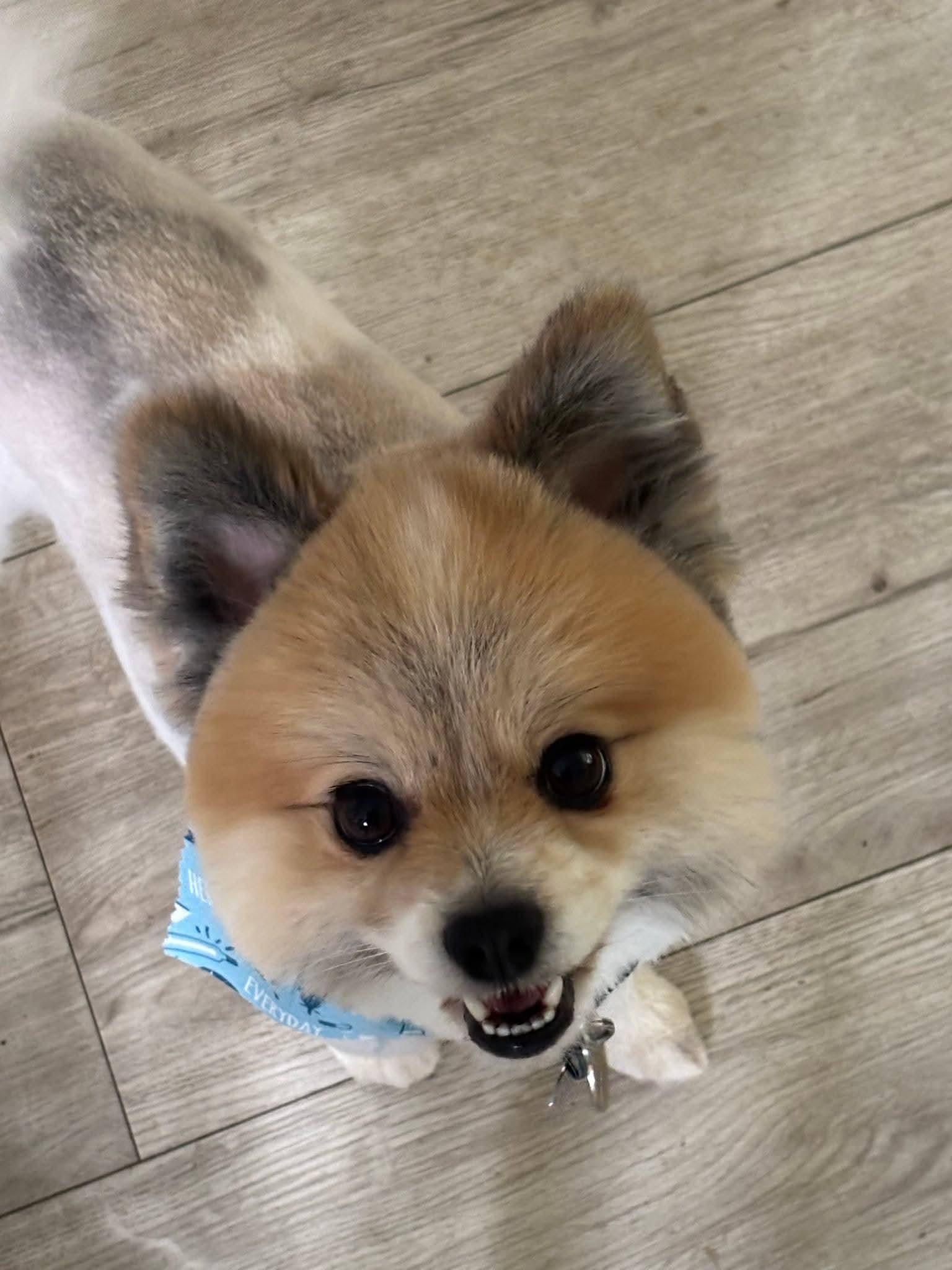 Enlarge Sir Edmund , an adopted Pomeranian in Woodland, CA image 2/4