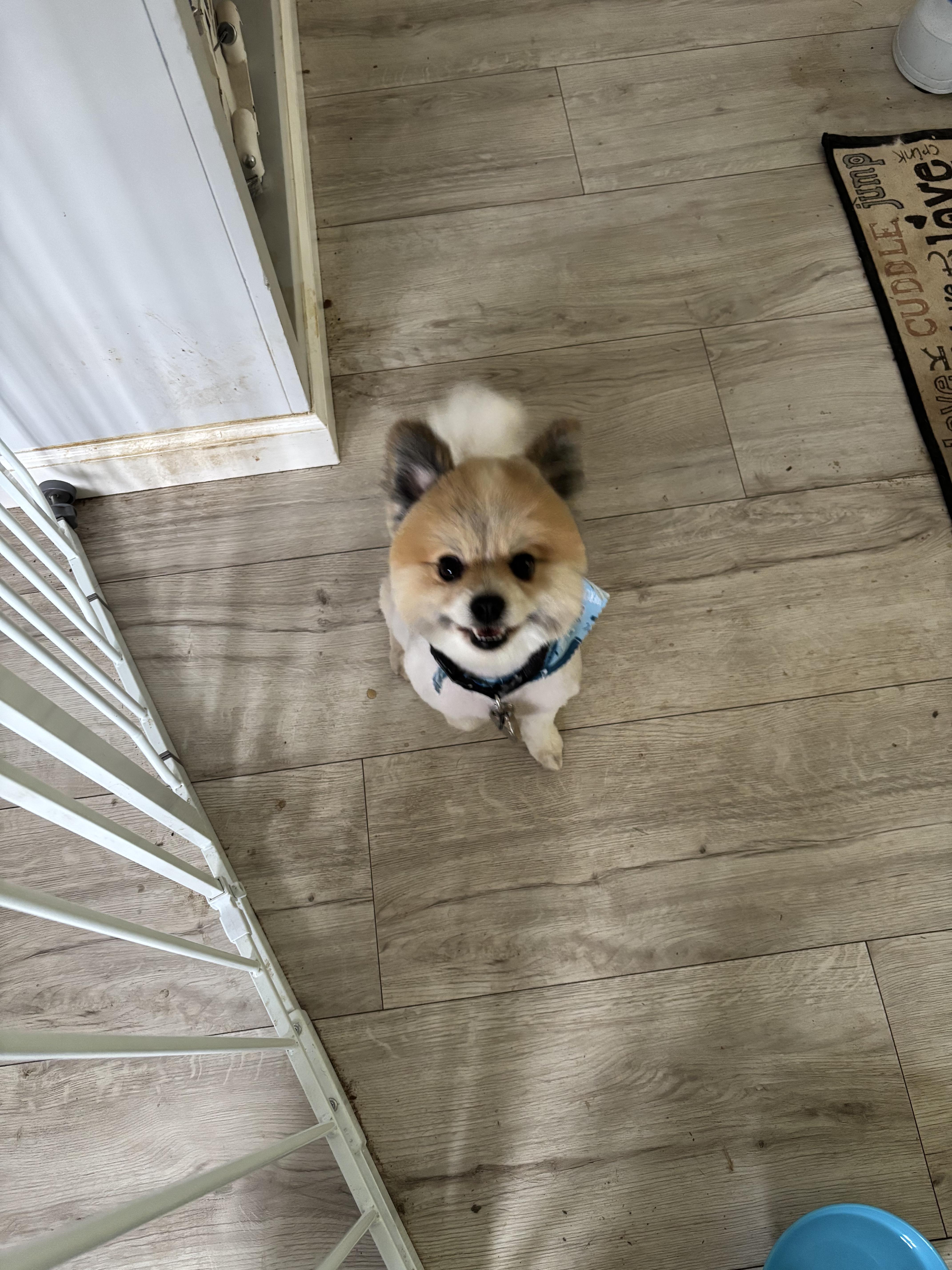 Enlarge Sir Edmund , an adopted Pomeranian in Woodland, CA image 4/4