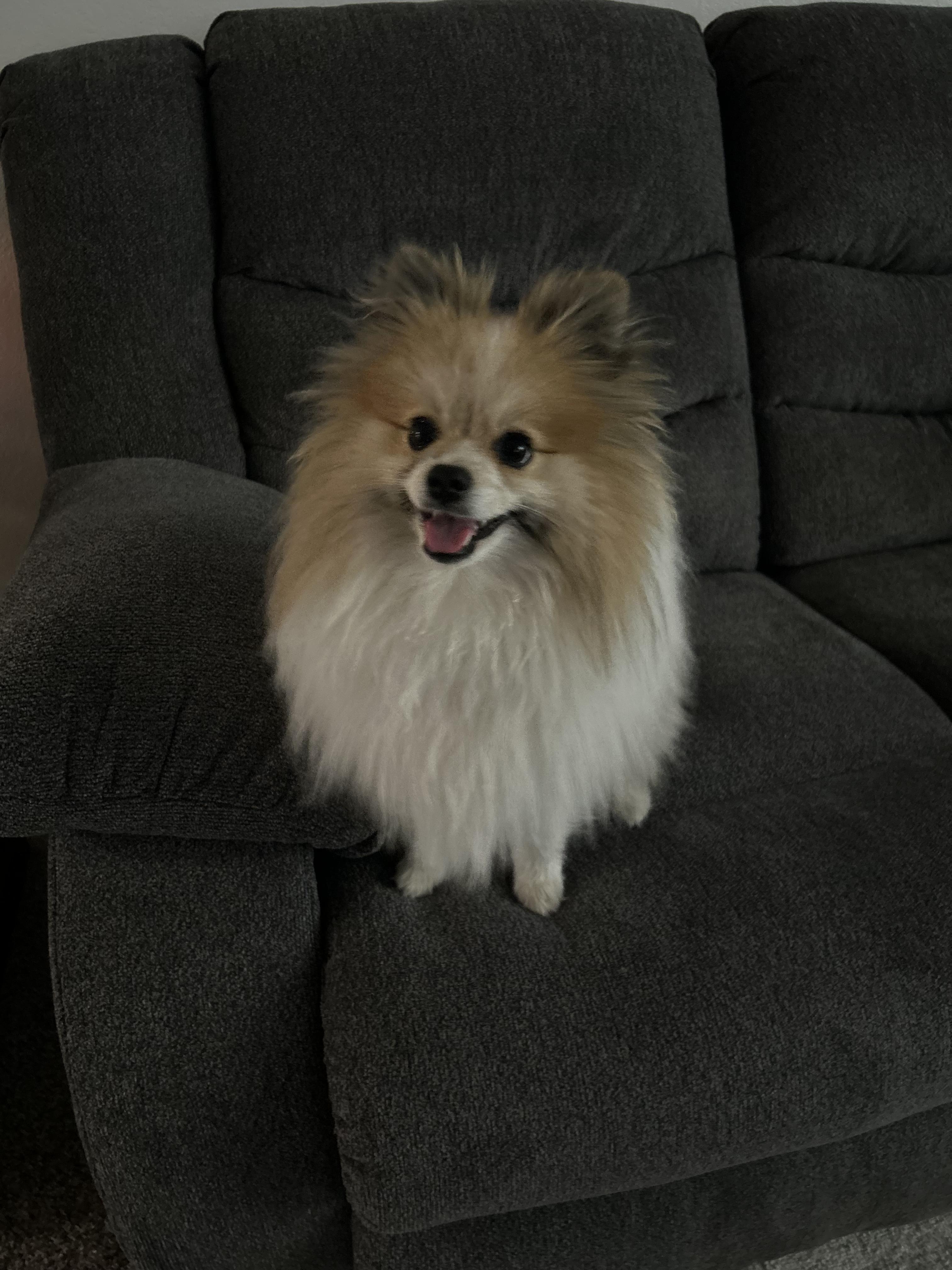 Enlarge Sir Edmund , an adopted Pomeranian in Woodland, CA image 3/4