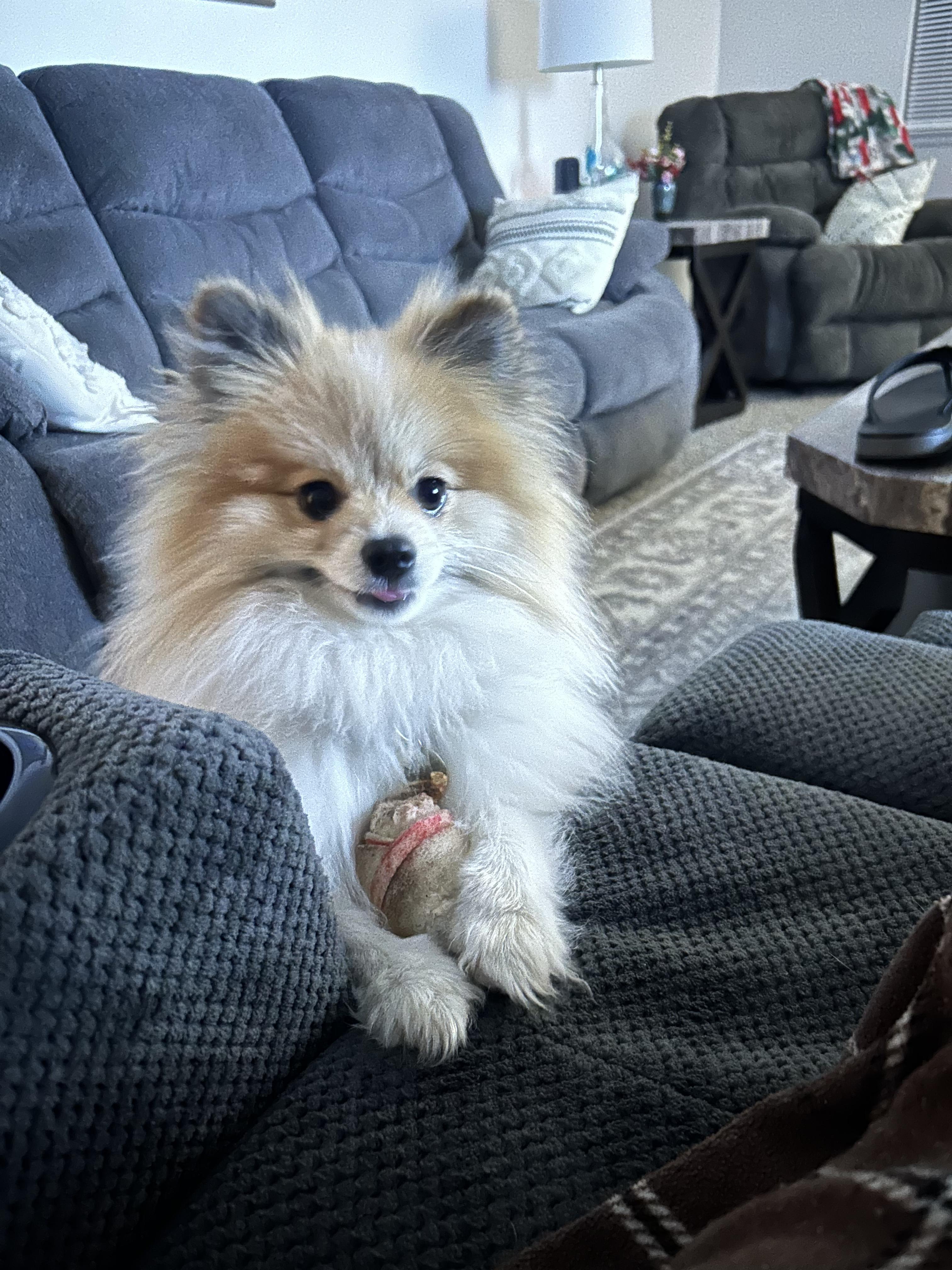 Sir Edmund , adopted, Adult Male Pomeranian.
