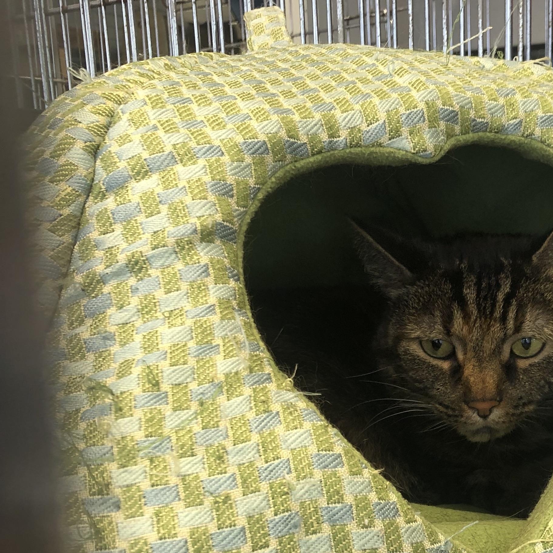 Enlarge Cinders, an adopted mixed breed in Parma, OH image 1/1