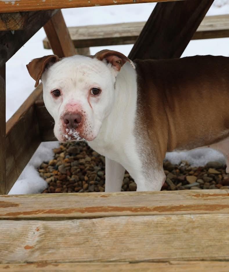 Enlarge Cookie, a ADOPTABLE mixed breed in North Olmsted, OH image 3/6