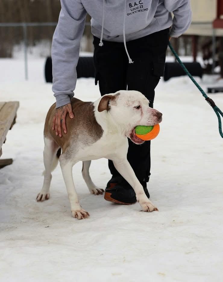 Enlarge Cookie, a ADOPTABLE mixed breed in North Olmsted, OH image 5/6