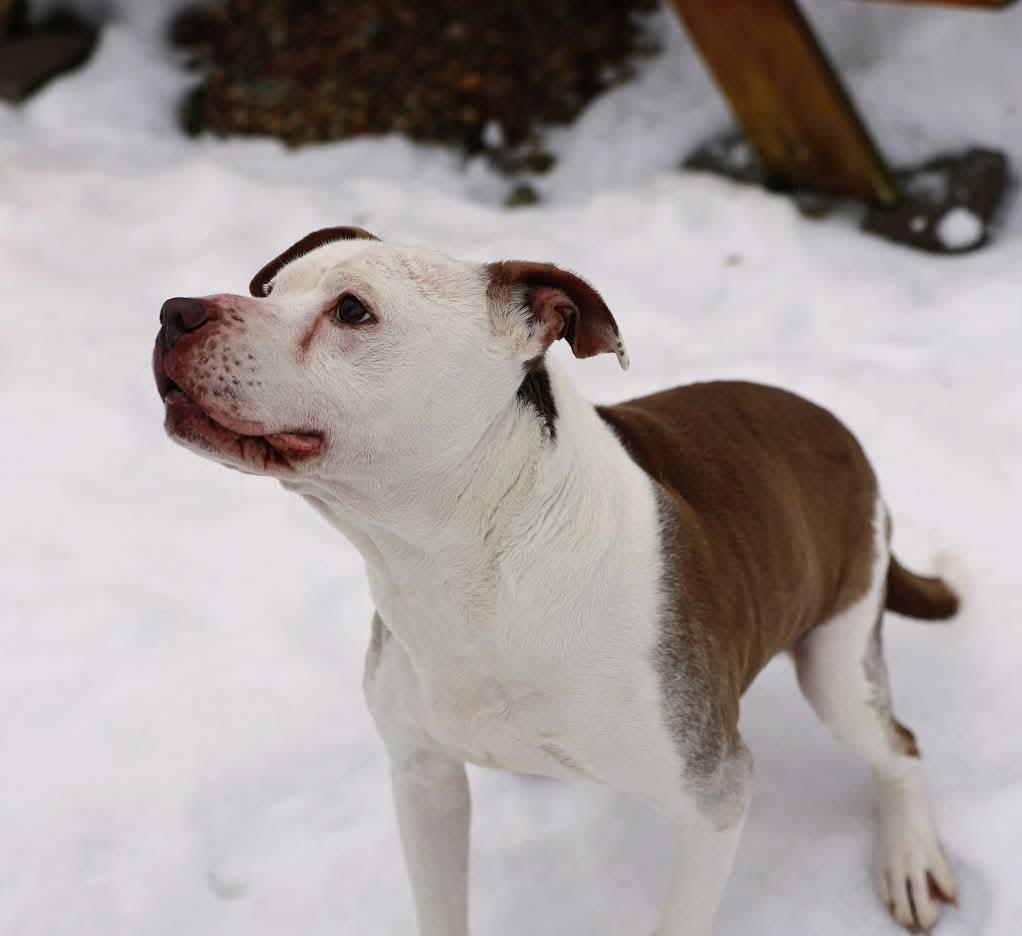 Enlarge Cookie, a ADOPTABLE mixed breed in North Olmsted, OH image 2/6