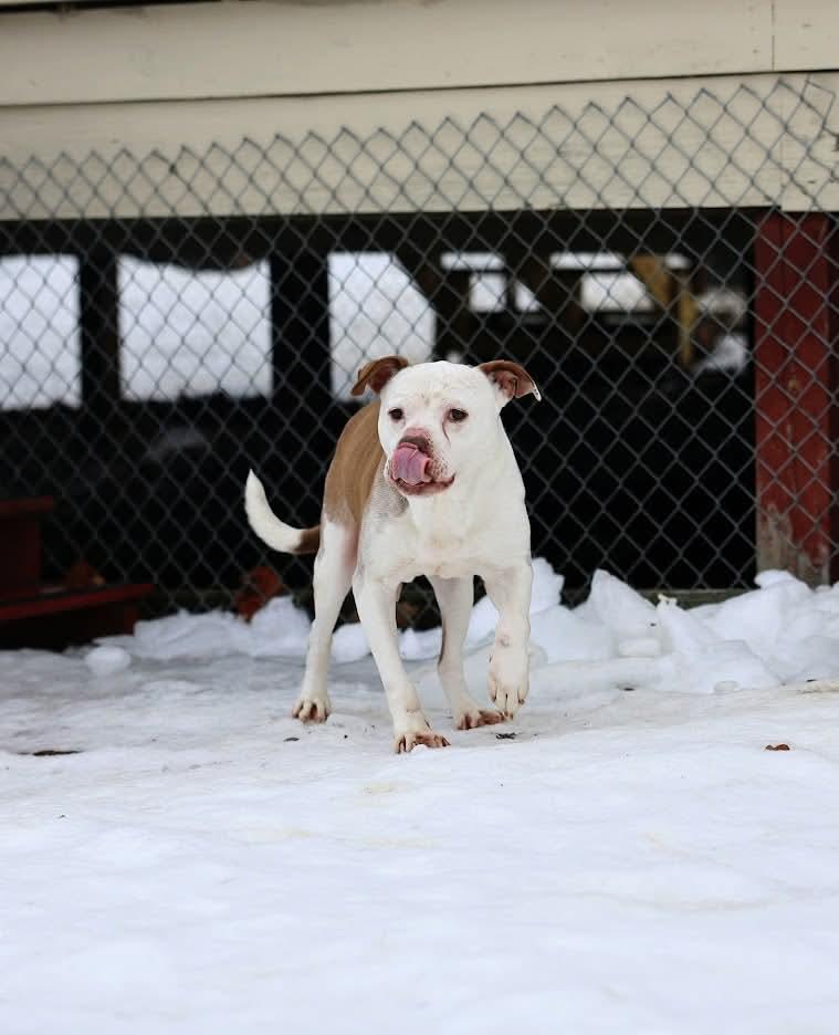 Enlarge Cookie, a ADOPTABLE mixed breed in North Olmsted, OH image 4/6