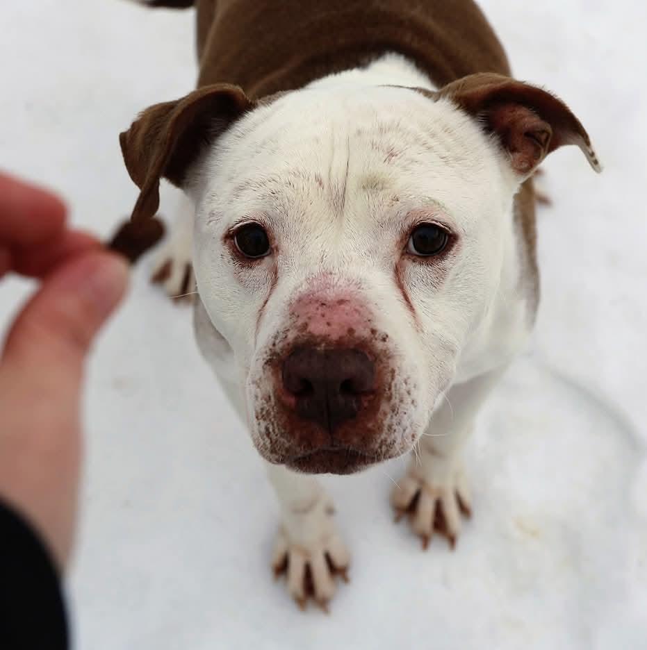 Enlarge Cookie, a ADOPTABLE mixed breed in North Olmsted, OH image 1/6