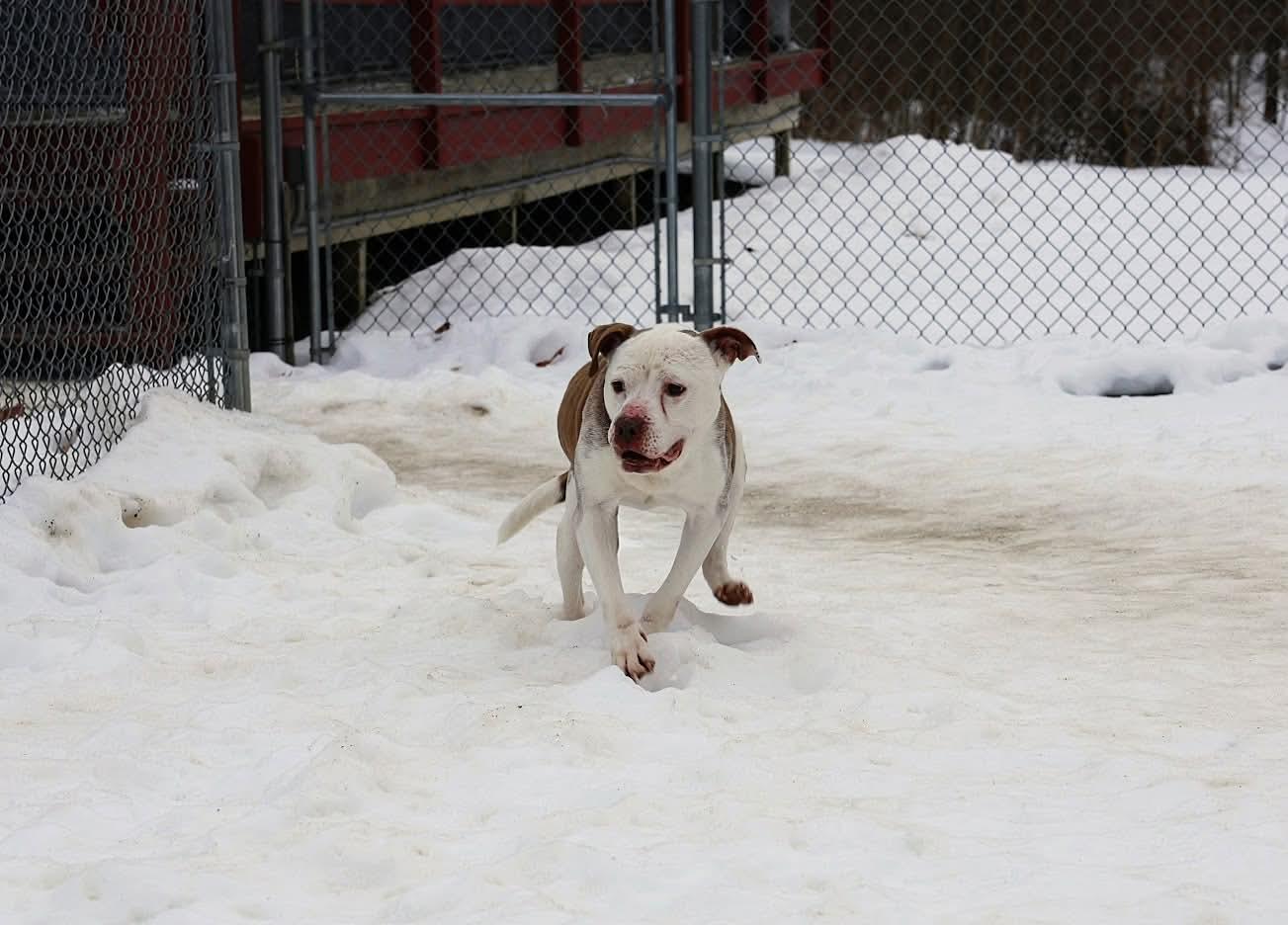 Enlarge Cookie, a ADOPTABLE mixed breed in North Olmsted, OH image 6/6