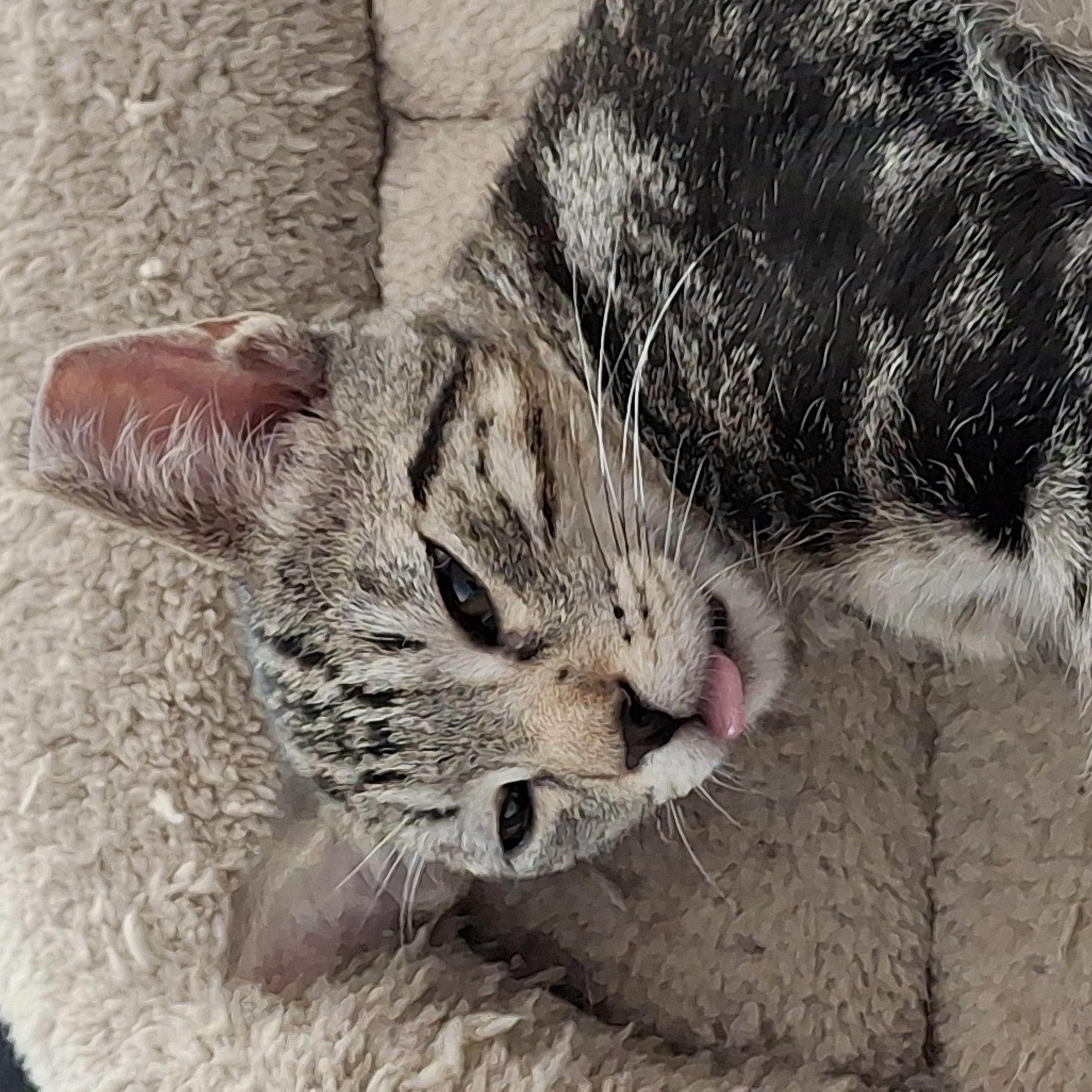 Enlarge Chase, a ADOPTABLE Domestic Short Hair in Elk Grove, CA image 4/4