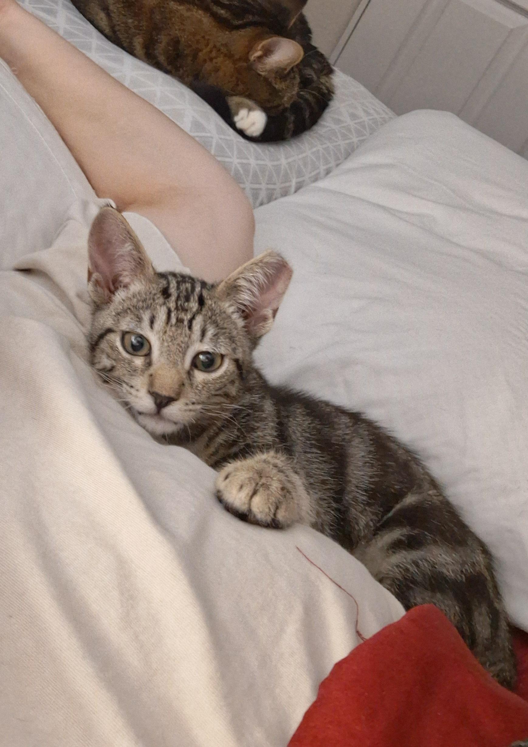 Chase, ADOPTABLE, Kitten Male Domestic Short Hair.