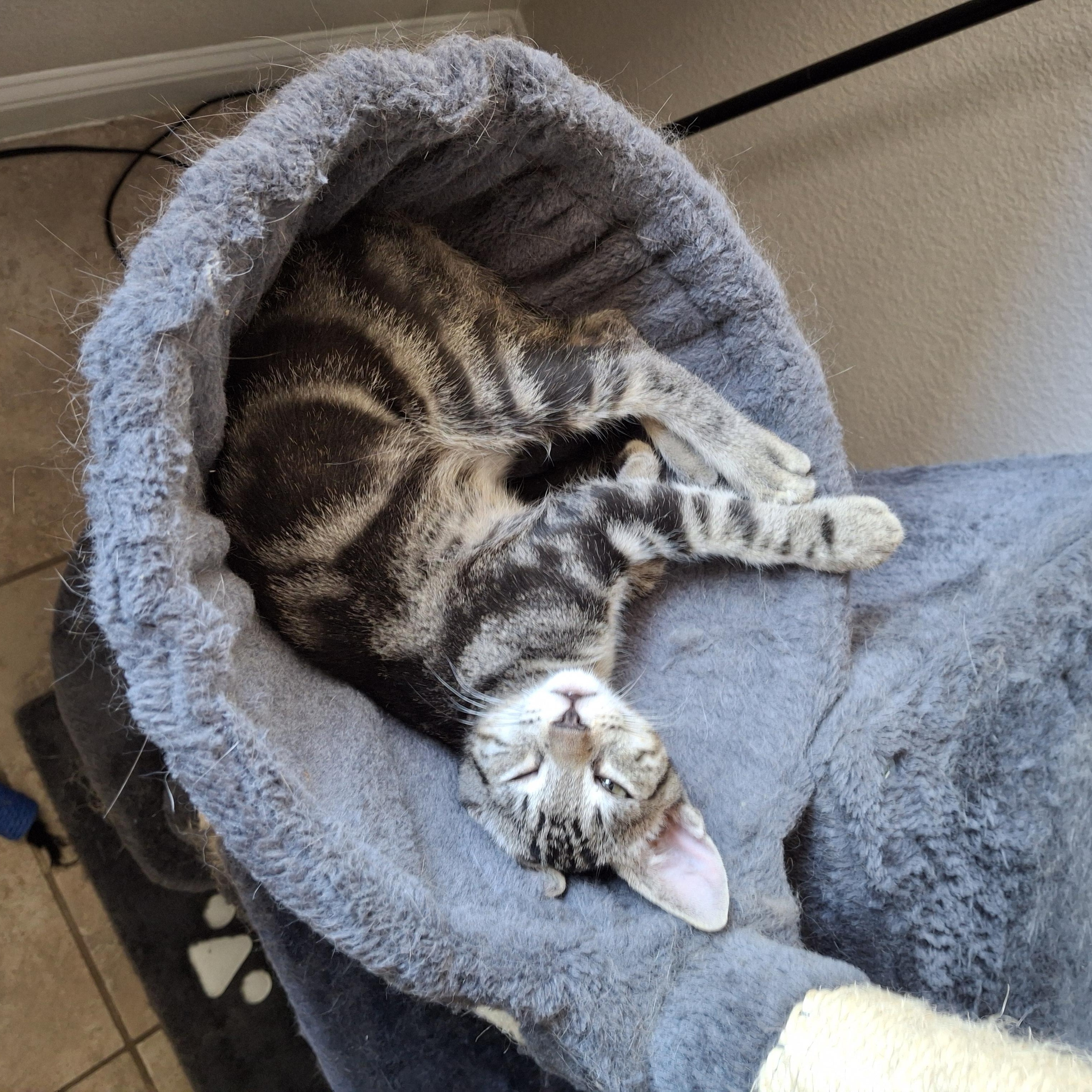 Enlarge Chase, a ADOPTABLE Domestic Short Hair in Elk Grove, CA image 3/4