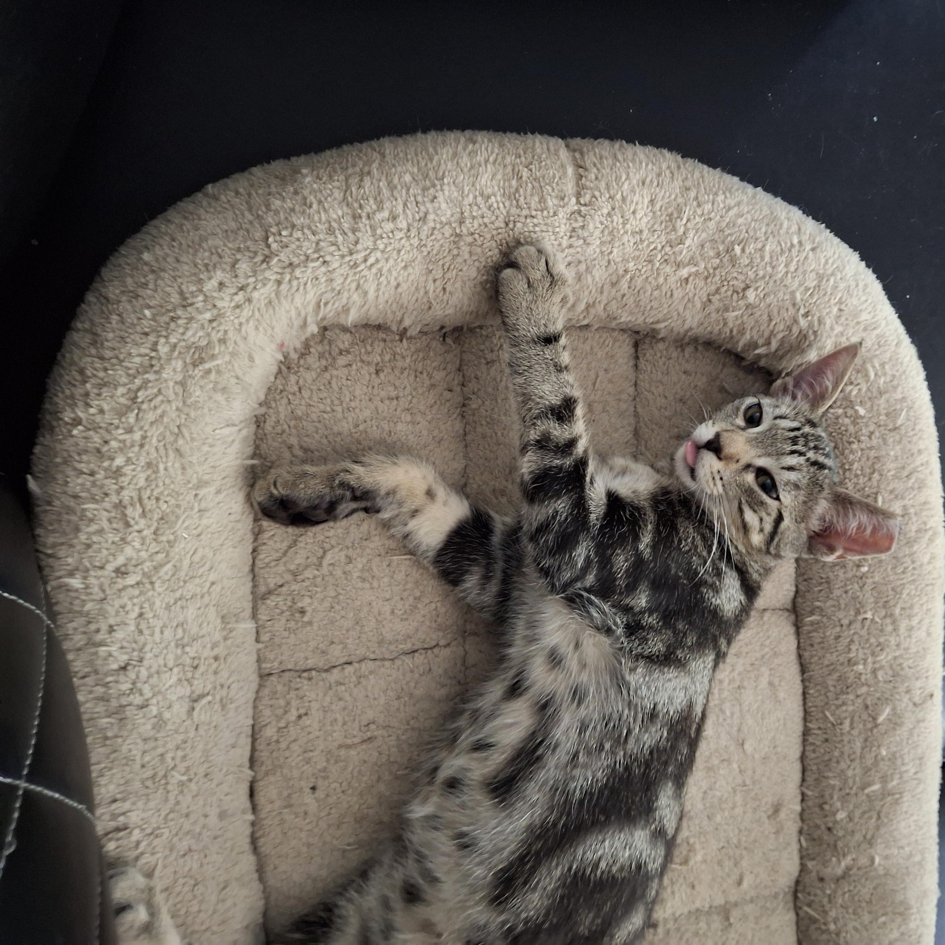 Enlarge Chase, a ADOPTABLE Domestic Short Hair in Elk Grove, CA image 2/4