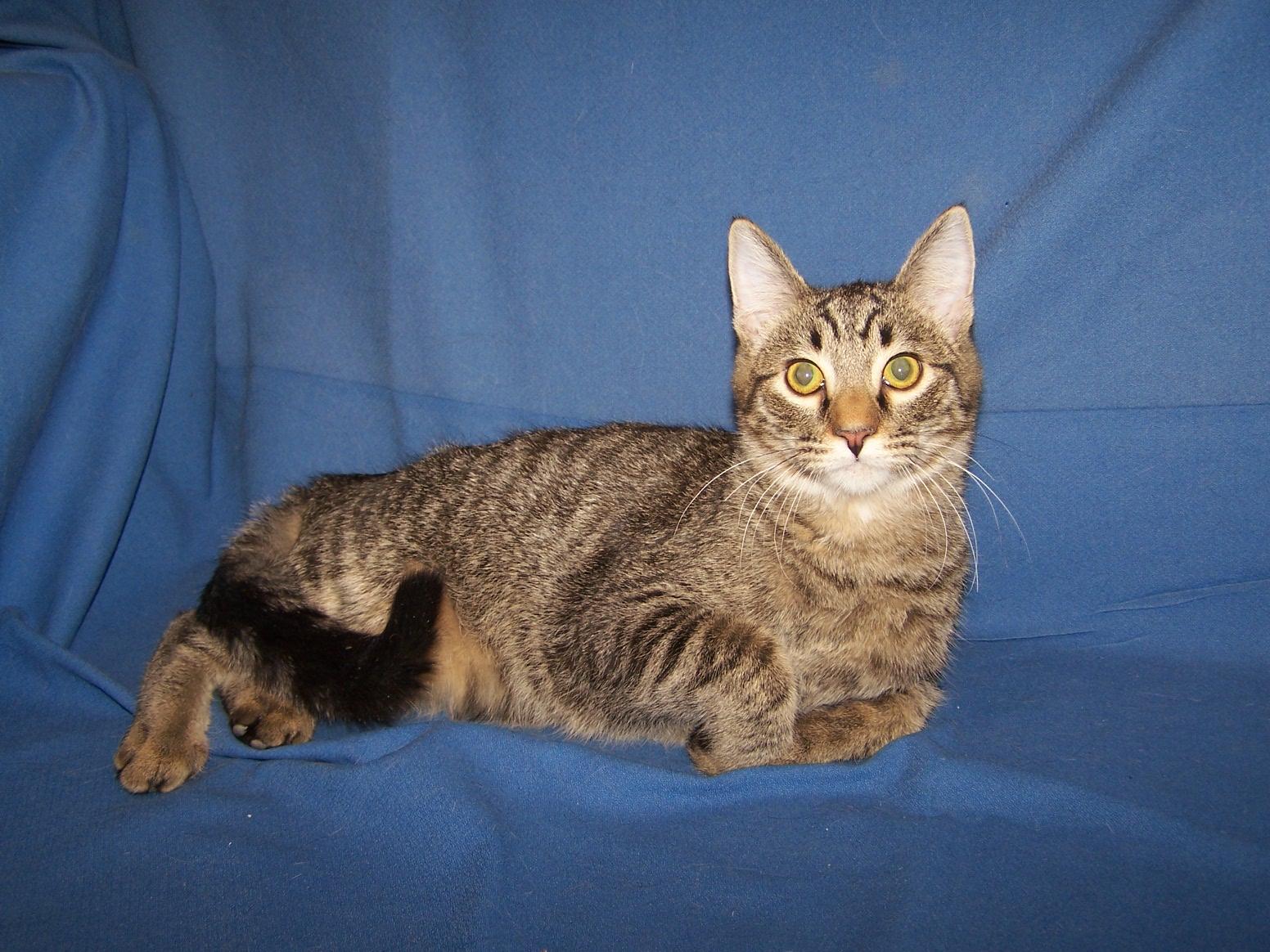 Enlarge K-Baggett-Whiskey, a Adoptable mixed breed in Colorado Springs, CO image 1/1