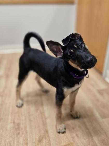 Hope, ADOPTABLE, Puppy Female Mixed Breed.