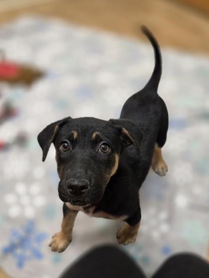 Enlarge Hope, a ADOPTABLE mixed breed in Woodstock, IL image 1/3