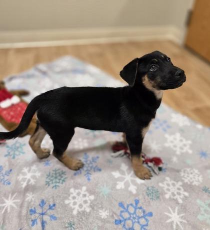 Enlarge Hope, a ADOPTABLE mixed breed in Woodstock, IL image 2/3