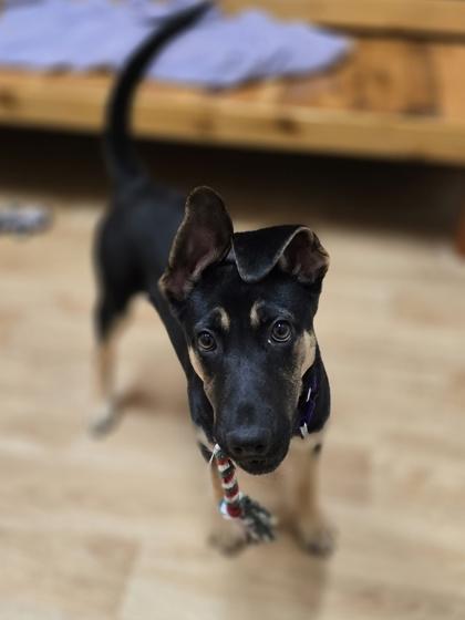 Enlarge Hope, a ADOPTABLE mixed breed in Woodstock, IL image 3/3