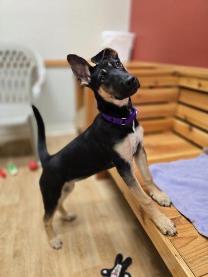 Enlarge Hope, a ADOPTABLE mixed breed in Woodstock, IL image 2/3