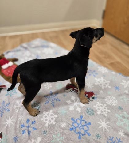 Enlarge Hope, a ADOPTABLE mixed breed in Woodstock, IL image 3/3