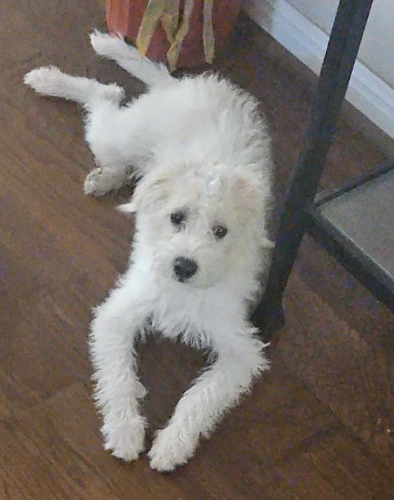 Enlarge Dash, a Adoptable mixed breed in Austin, TX image 2/3