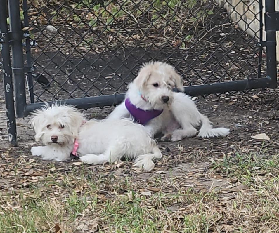 Enlarge Dash, a Adoptable mixed breed in Austin, TX image 3/3