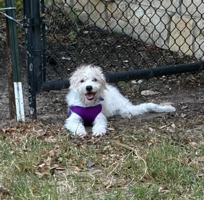 Dash, Adoptable, Puppy Male Maltese.