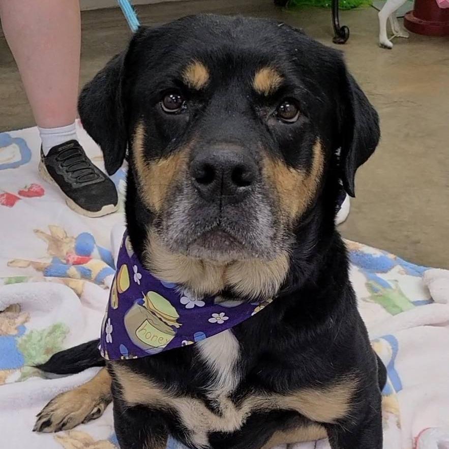 Enlarge Martha, a Adoptable Rottweiler in Enterprise, AL image 2/3