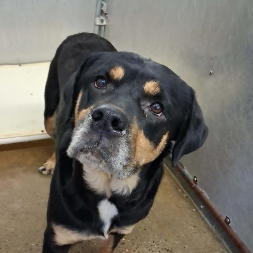 Enlarge Martha, a Adoptable Rottweiler in Enterprise, AL image 3/3