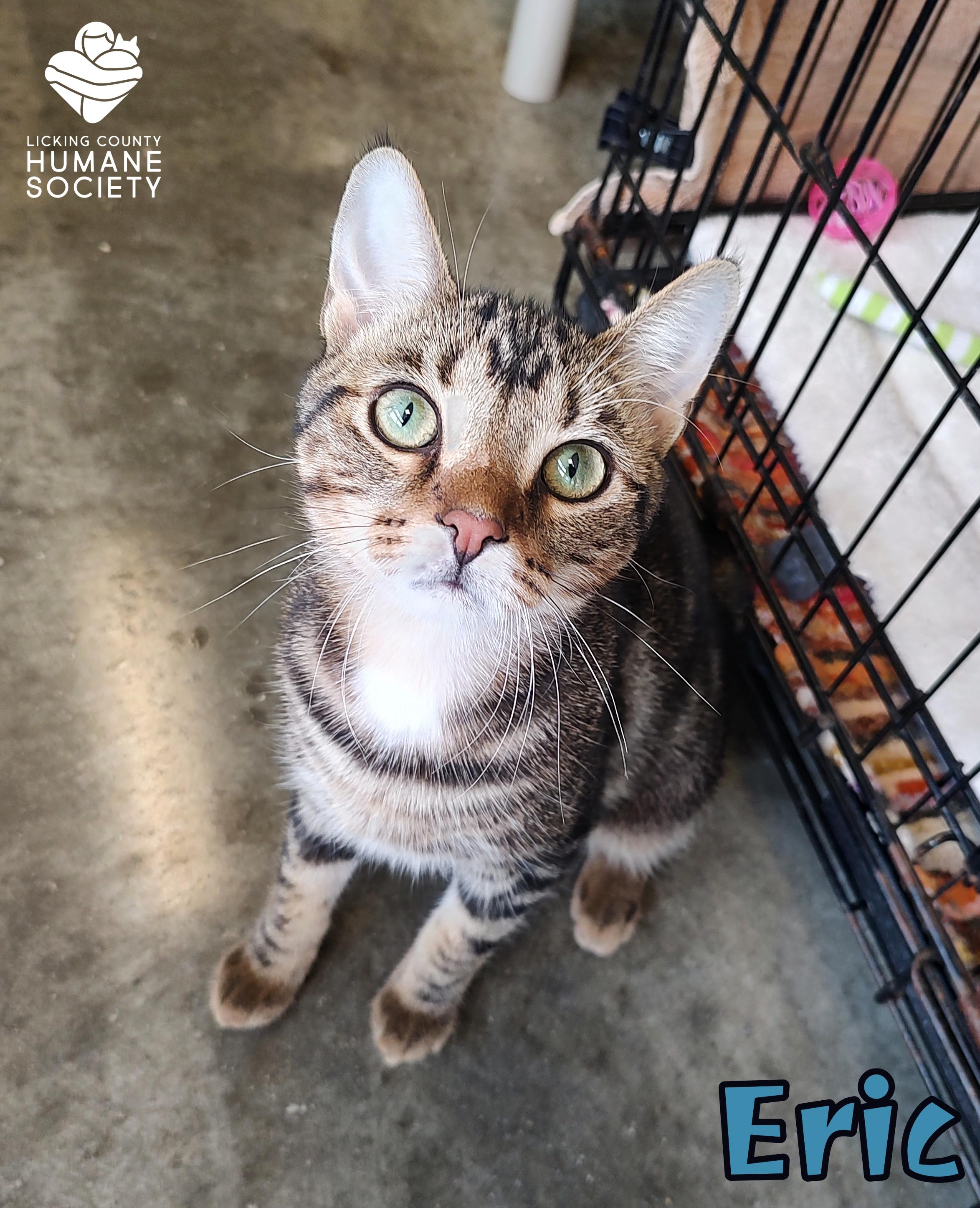 Eric, Adoptable, Kitten Male Domestic Short Hair.