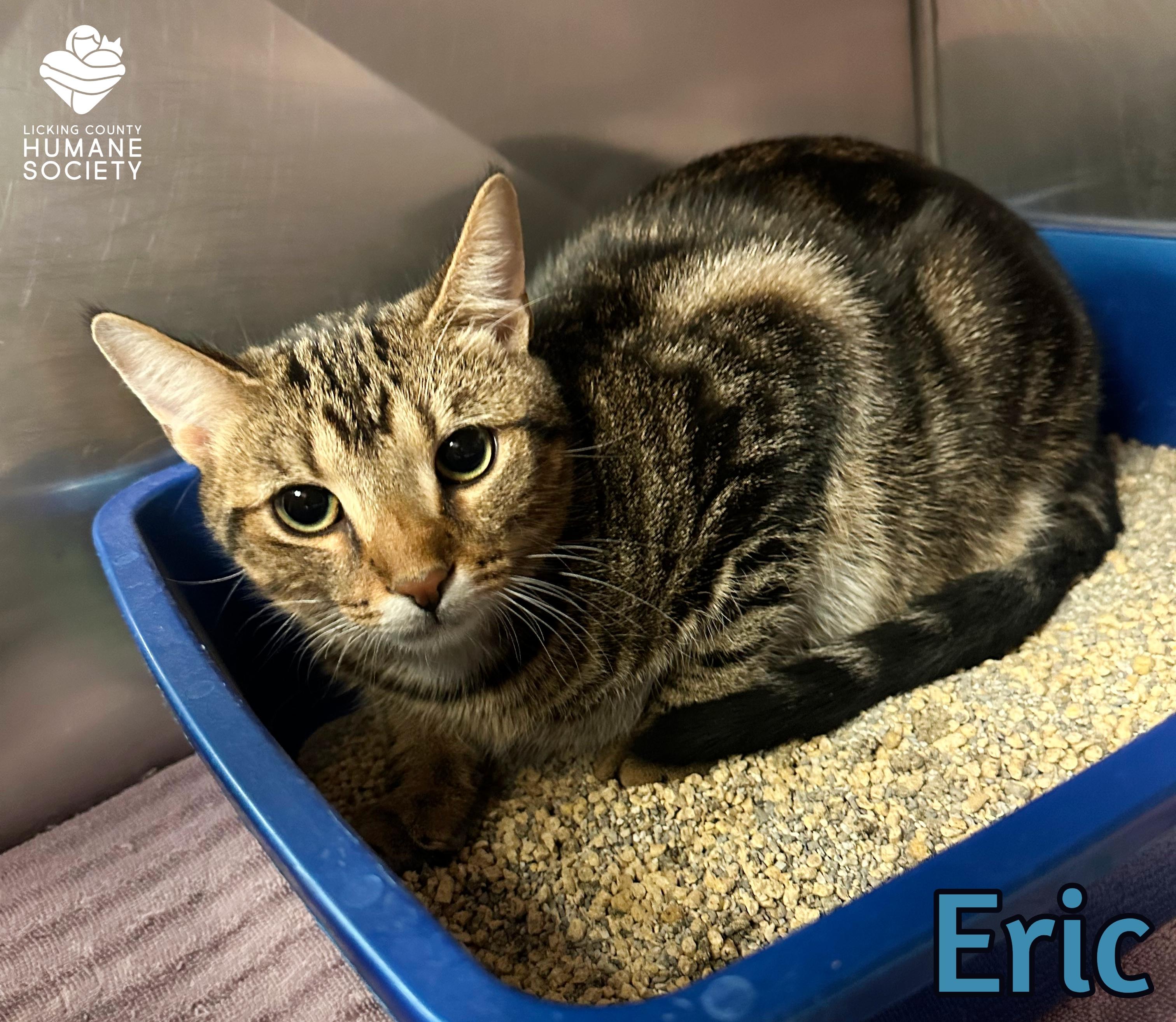 Eric, a Adoptable Domestic Short Hair in Heath, OH image 2/2