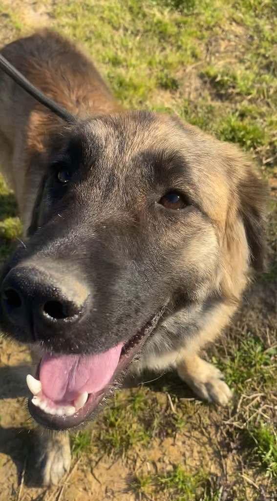 Enlarge Daisy, a Adopted Anatolian Shepherd in Ridgefield, CT image 1/3