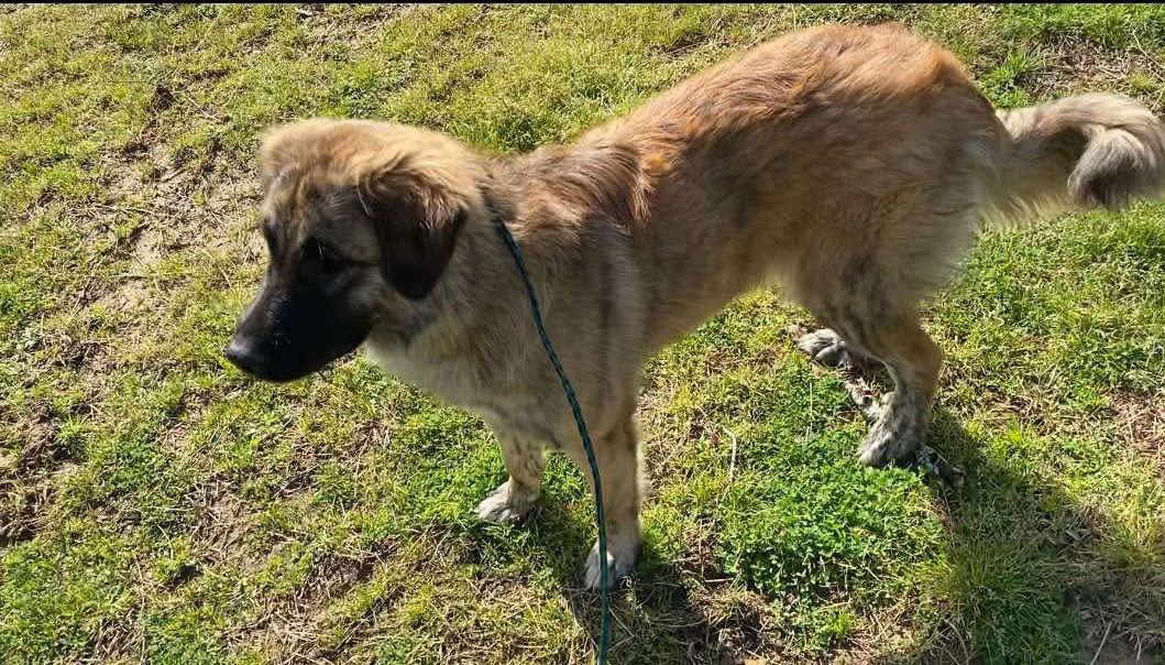 Enlarge Daisy, a Adopted Anatolian Shepherd in Ridgefield, CT image 2/3