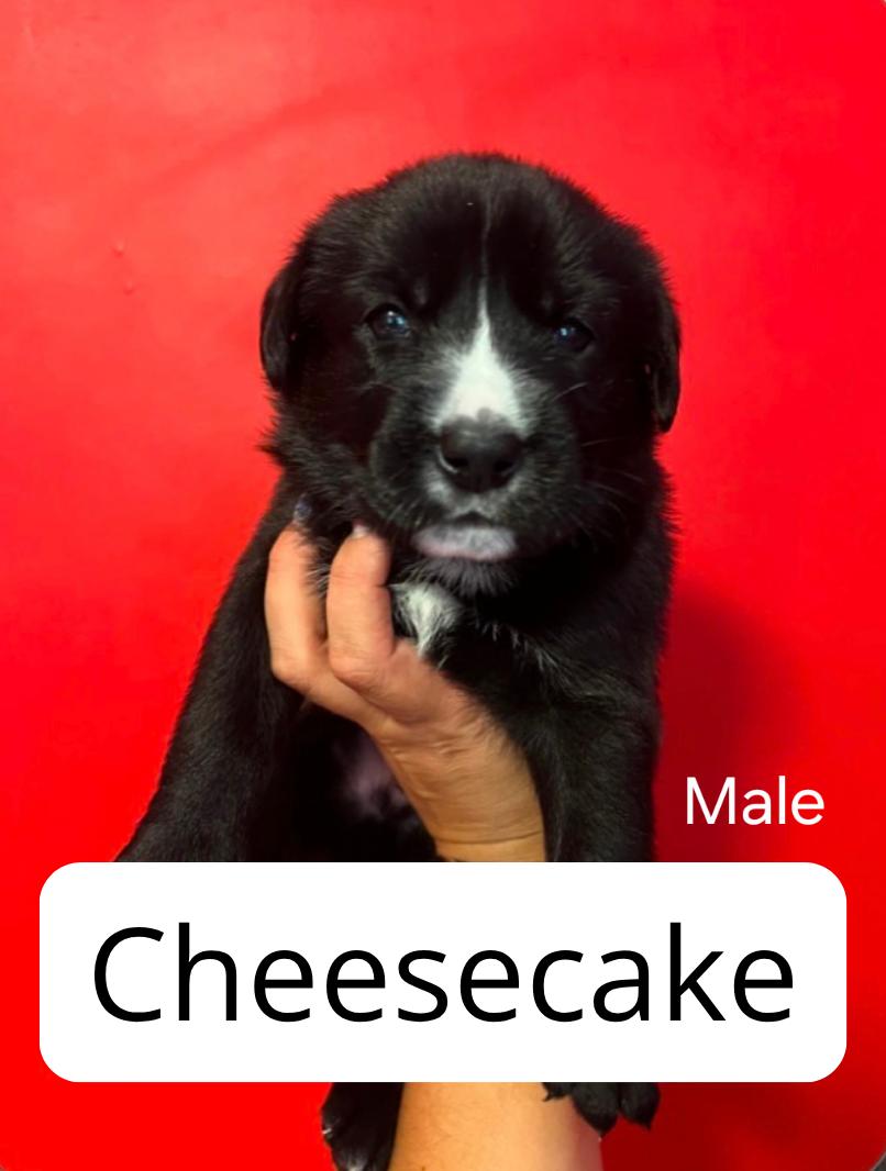 Enlarge Cheesecake, a ADOPTABLE mixed breed in Lake Elsinore, CA image 1/1