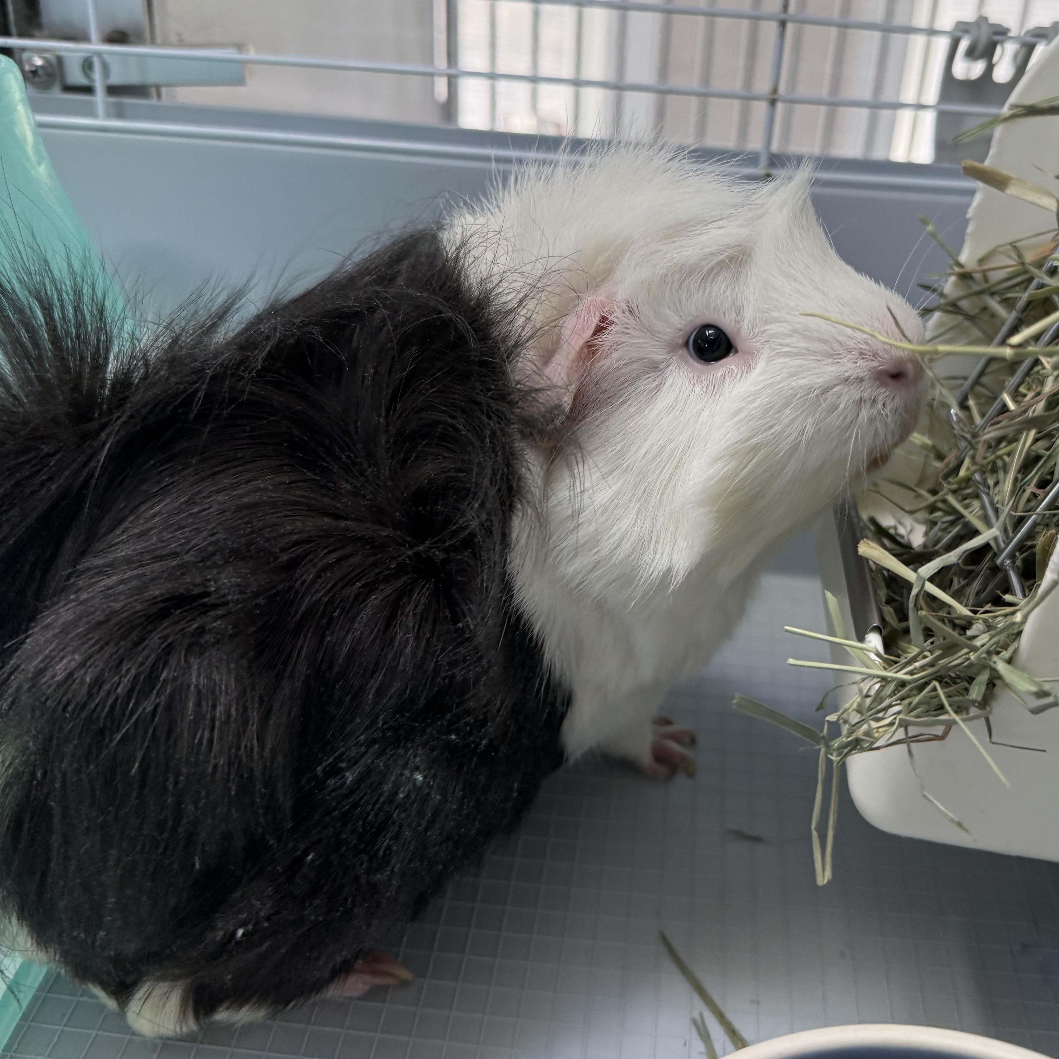 Enlarge Louie, a Adoptable Guinea Pig in West Milford, NJ image 1/1
