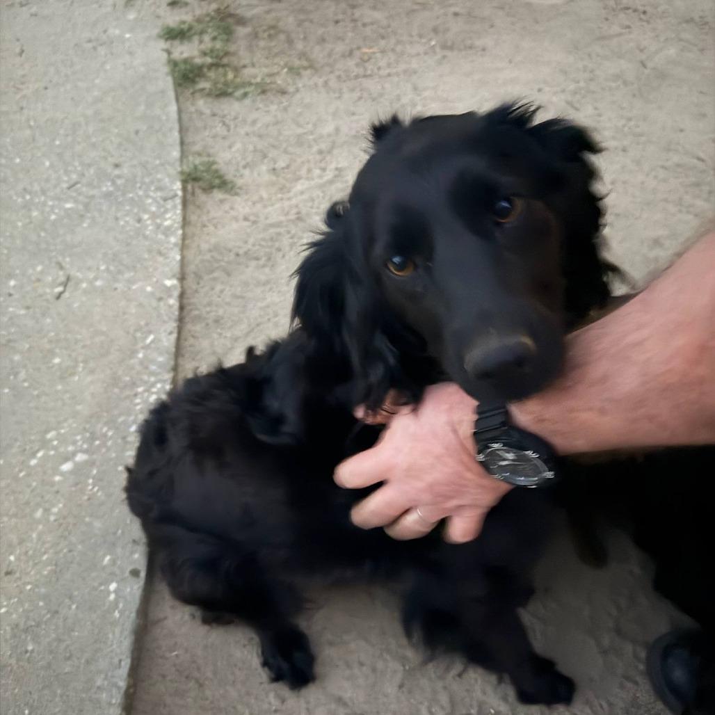 Onyx, Adoptable, Young Female Mixed Breed.