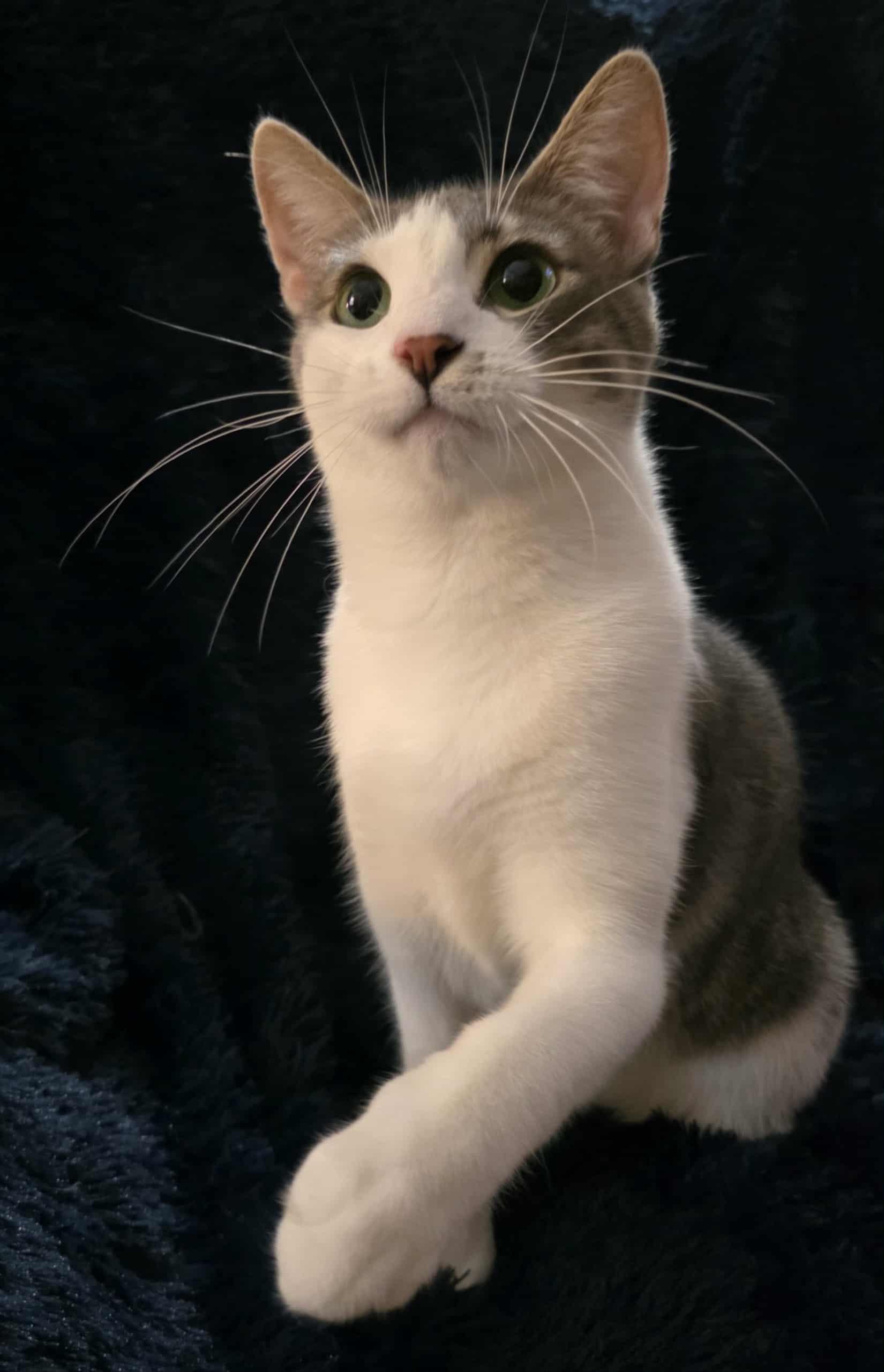 Enlarge Cannoli, a Adoptable Domestic Short Hair in Brentwood, CA image 5/6