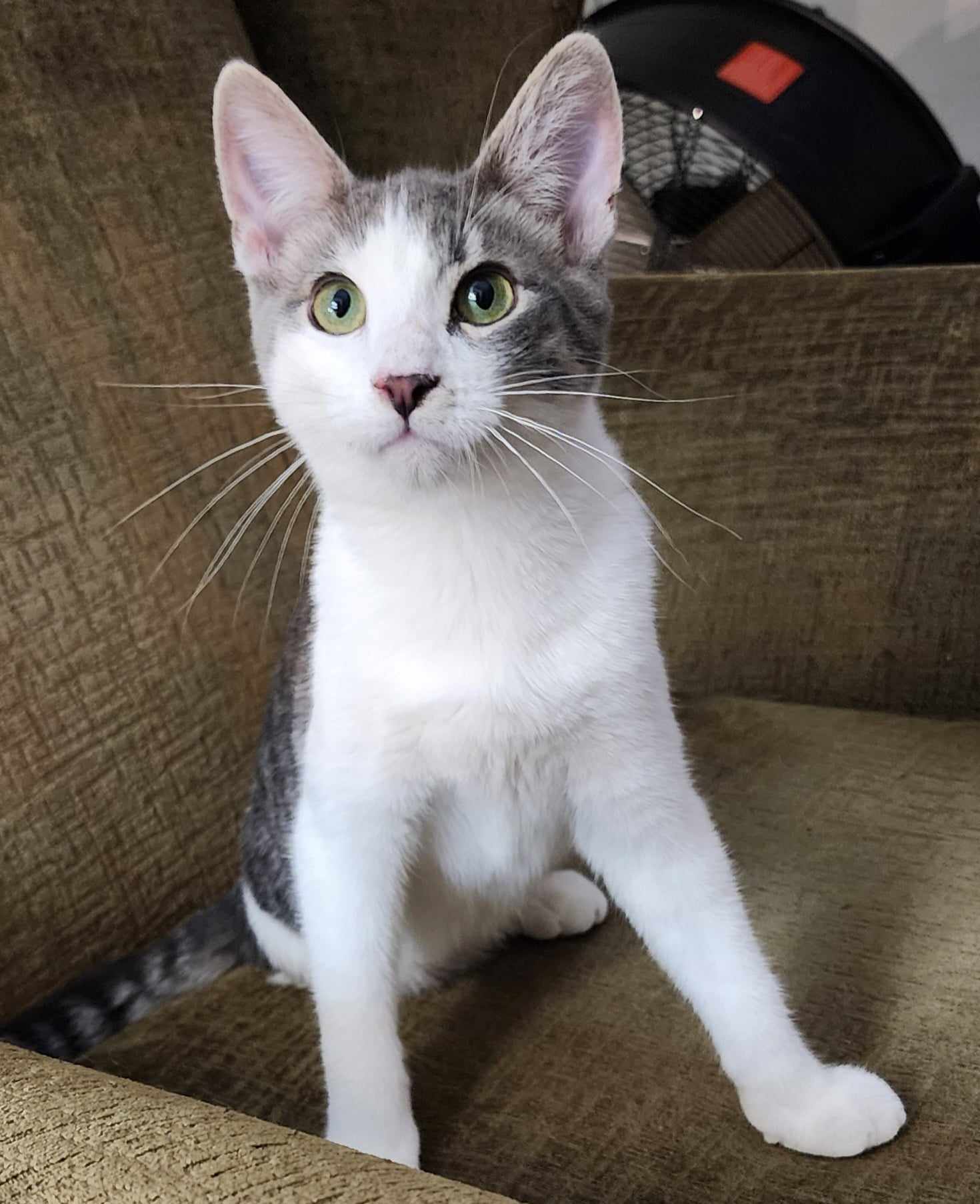 Cannoli