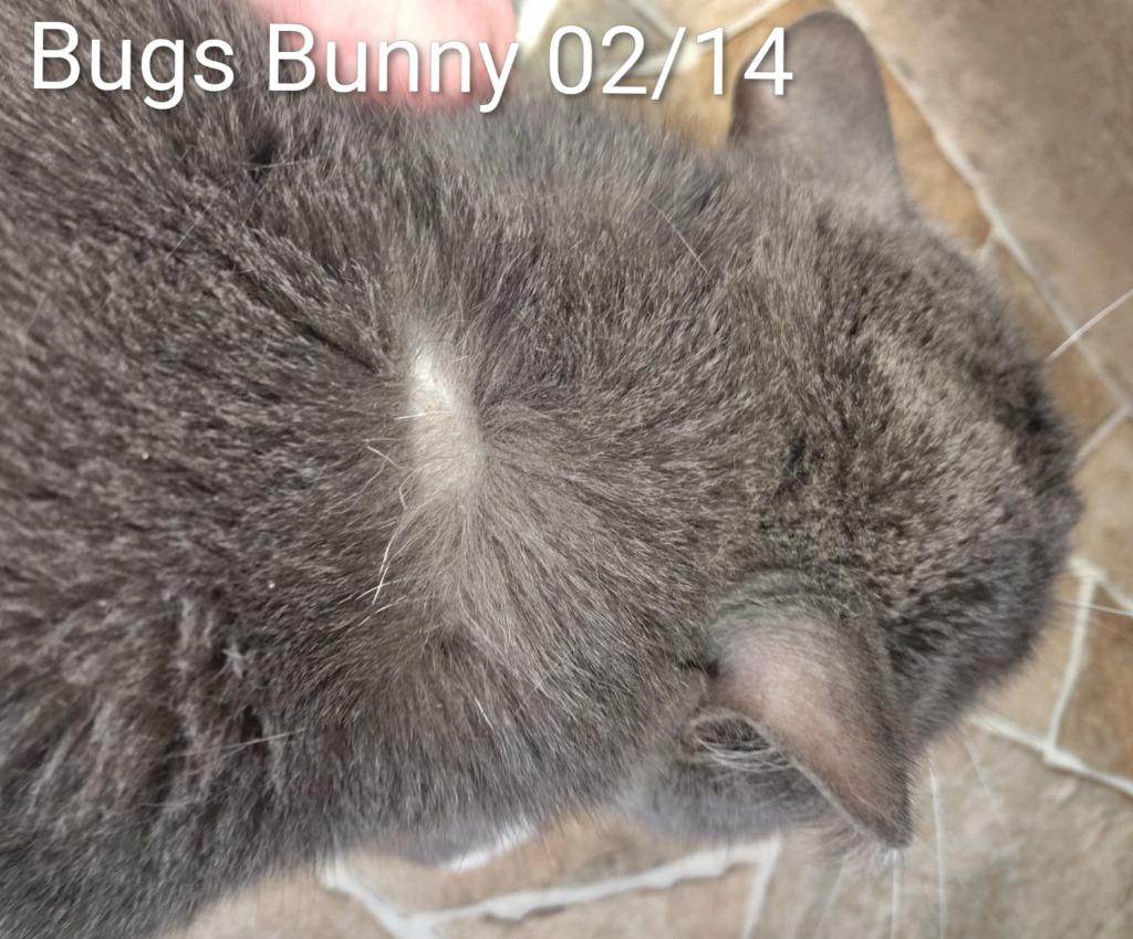 Bugs Bunny, a Adopted mixed breed in Mena, AR image 1/3