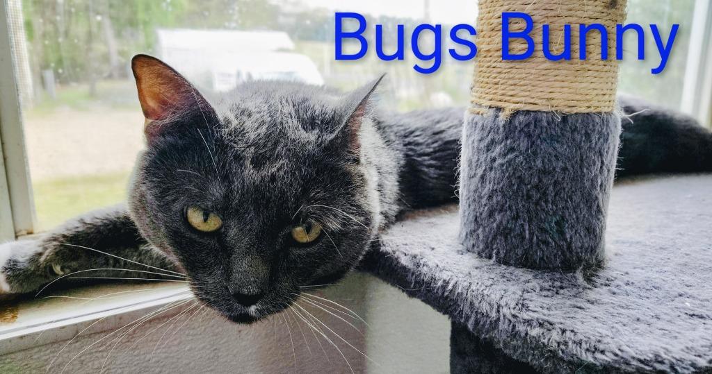 Bugs Bunny, a Adopted mixed breed in Mena, AR image 2/3