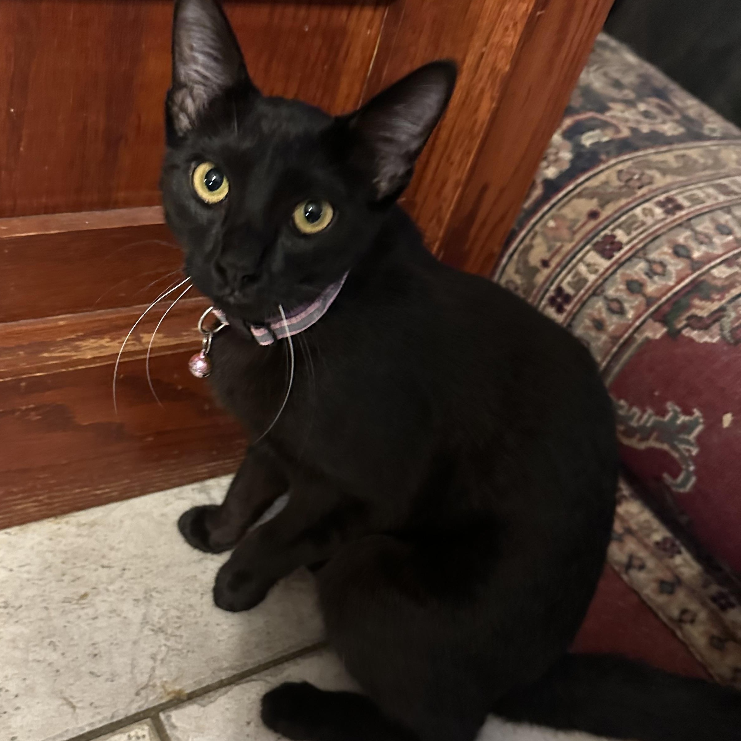 Onyx, adopted, Young Female Domestic Short Hair.