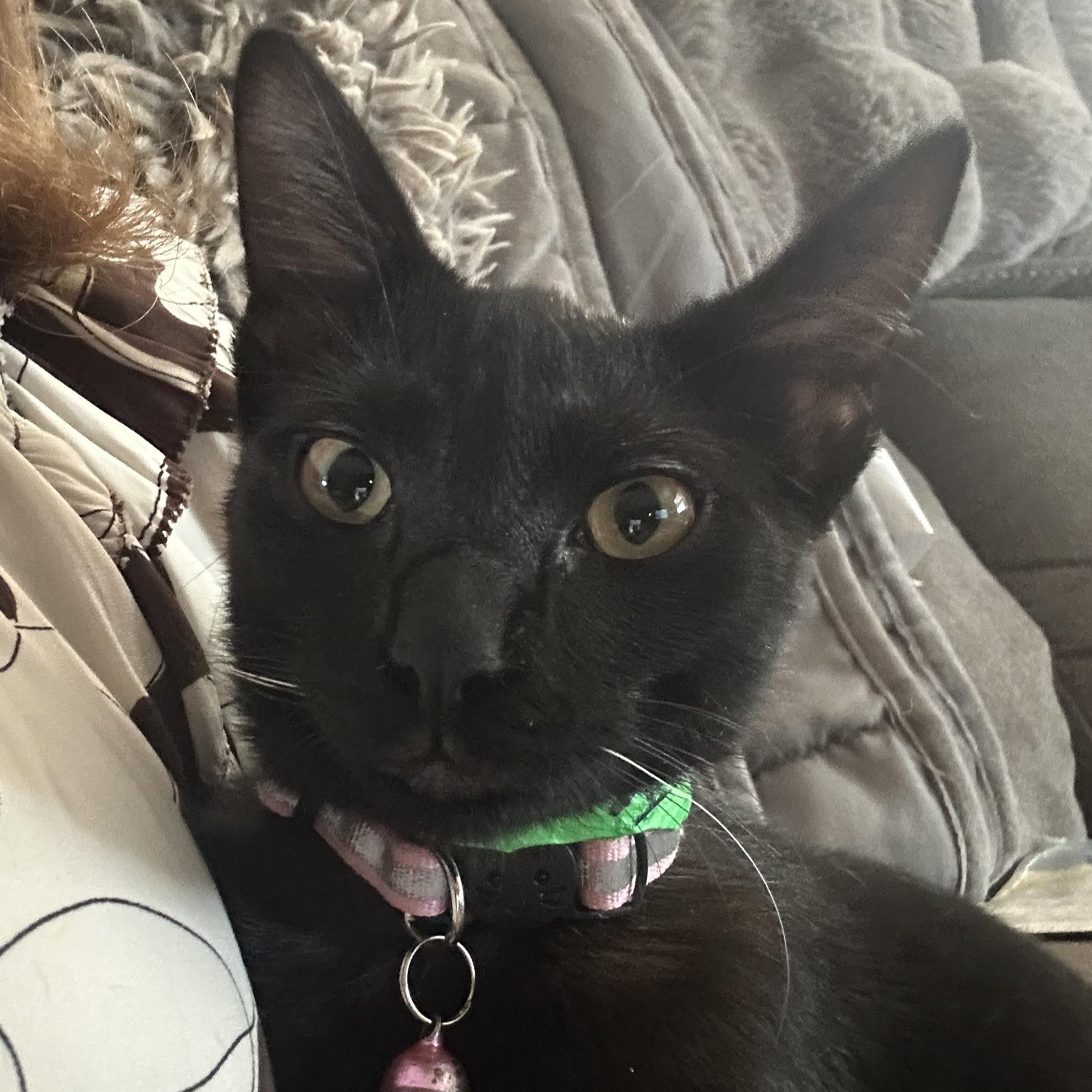 Onyx, an adopted Domestic Short Hair in Tuttle, OK image 4/4