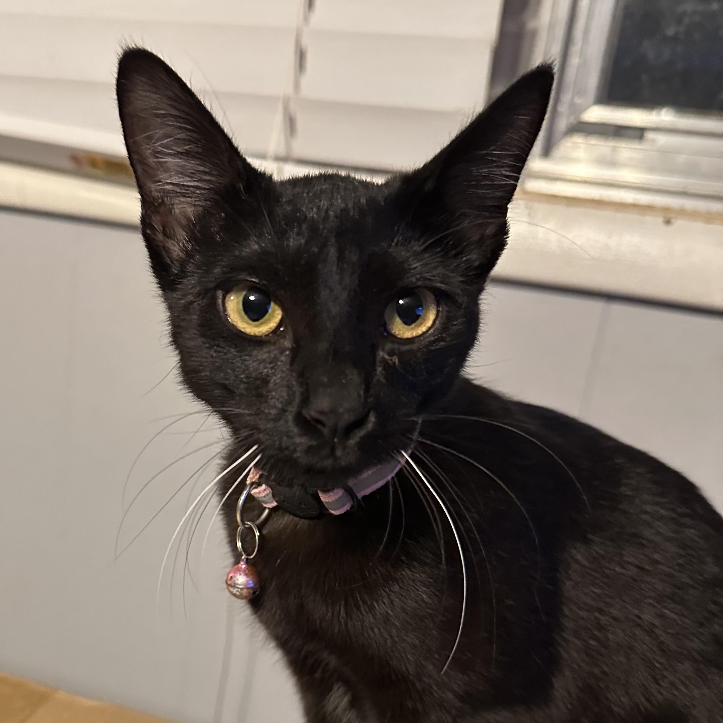 Onyx, an adopted Domestic Short Hair in Tuttle, OK image 2/4