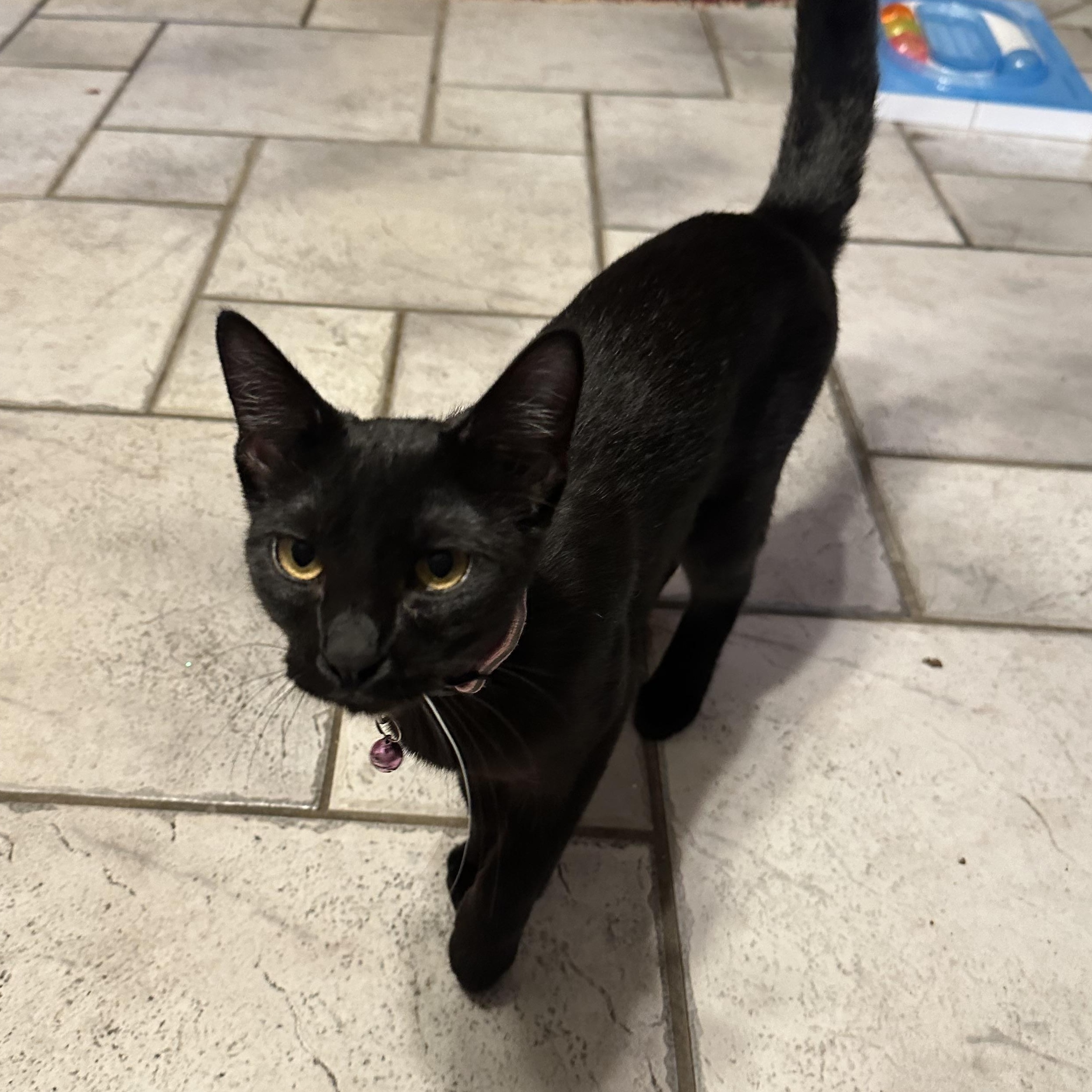 Onyx, an adopted Domestic Short Hair in Tuttle, OK image 3/4