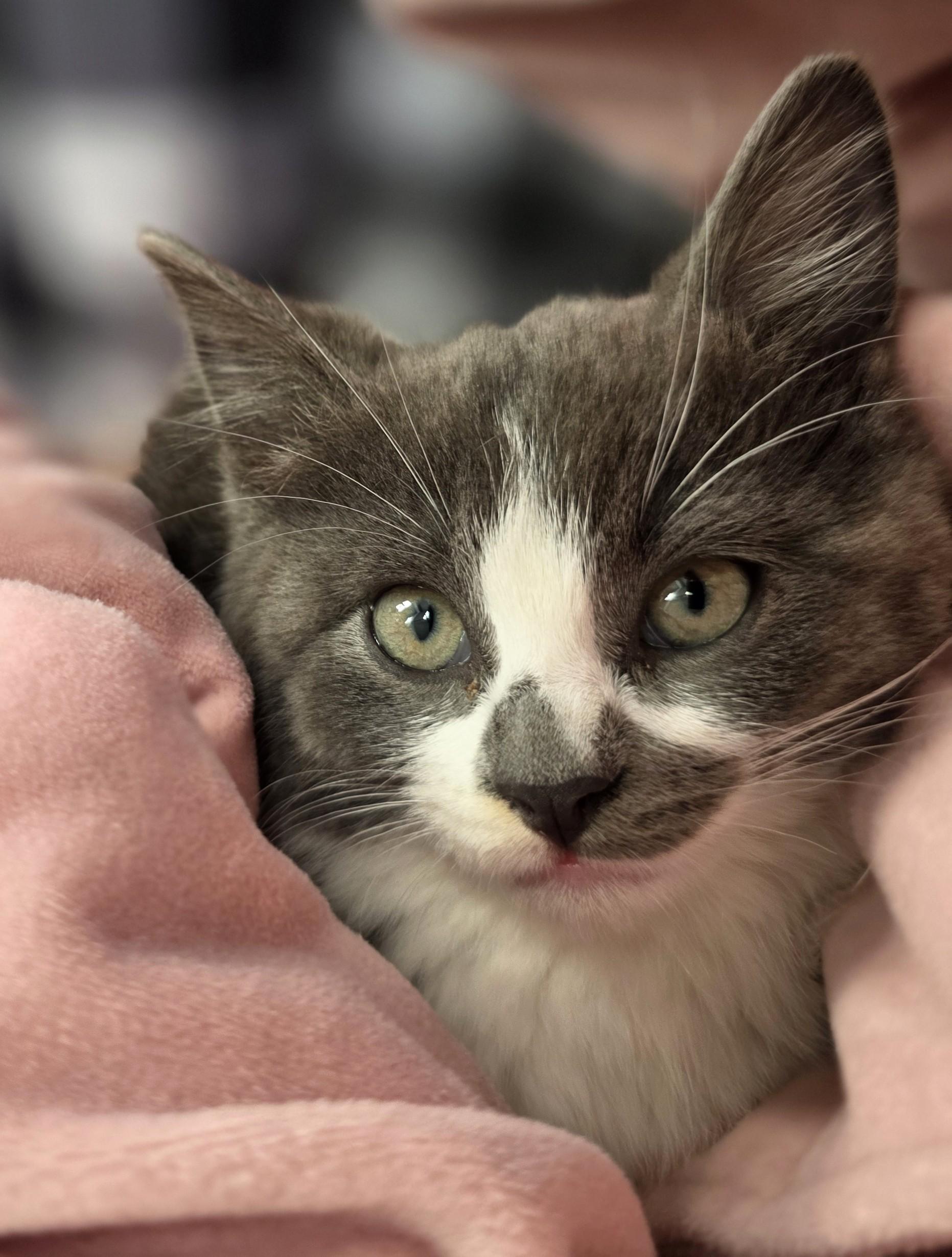 Cumin, adopted, Kitten Female Domestic Short Hair.